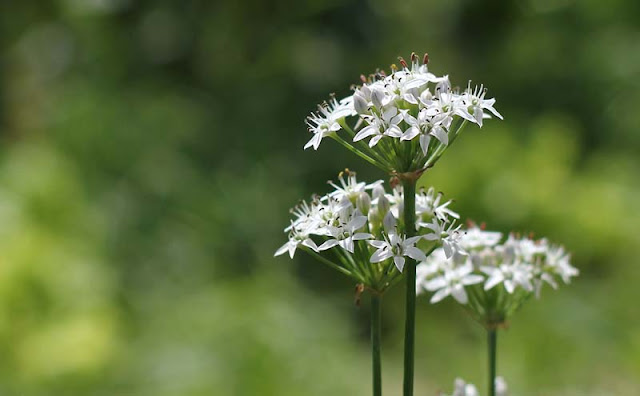 Garlic Chives Flowers Pictures