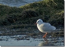 GULL 2