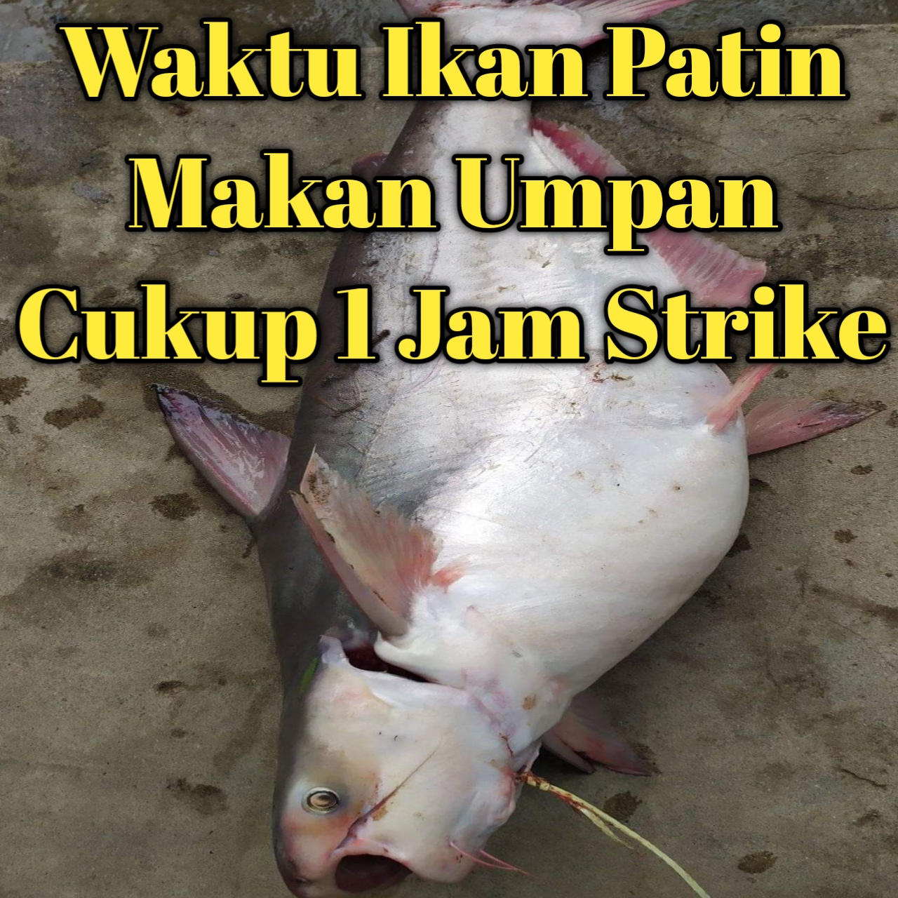 Jam ikan patin liar makan umpan yang kita gunakan memang ada waktu