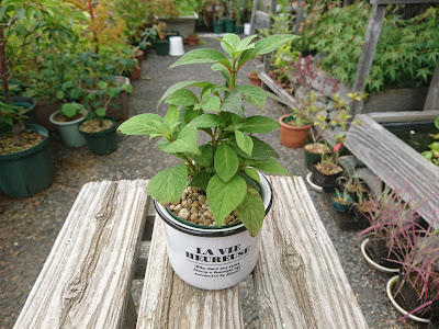 鉢カバー　小さな鉢植え