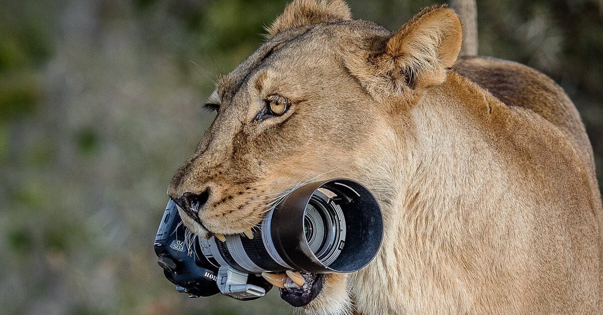 The Best Pictures Of 2018 From All Over The World