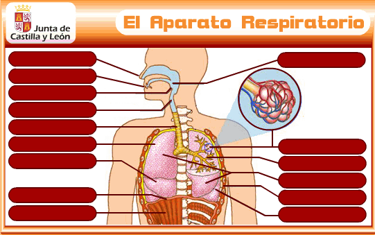 http://www.educa.jcyl.es/educacyl/cm/gallery/Recursos%20Infinity/juegos_jcyl/cuerpo_uri/aparatorespirtorio_plus.html