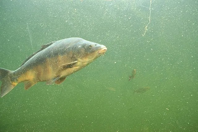 Moorhen Trout Fishery