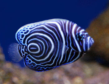 angelfish