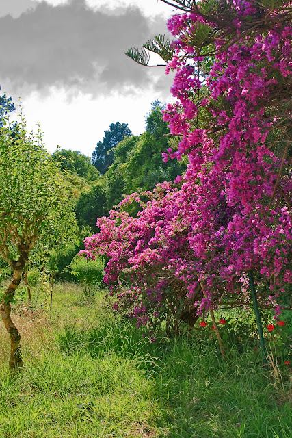 Bougainvillea. Corfu. Greece. Бугенвилия. Корфу. Греция.