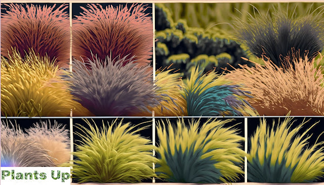 Ornamental Grasses and Grass-Like Plants