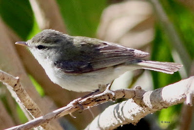 Greenish Warbler