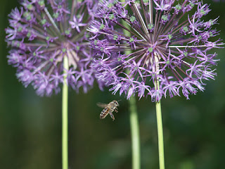 пчела и цветы