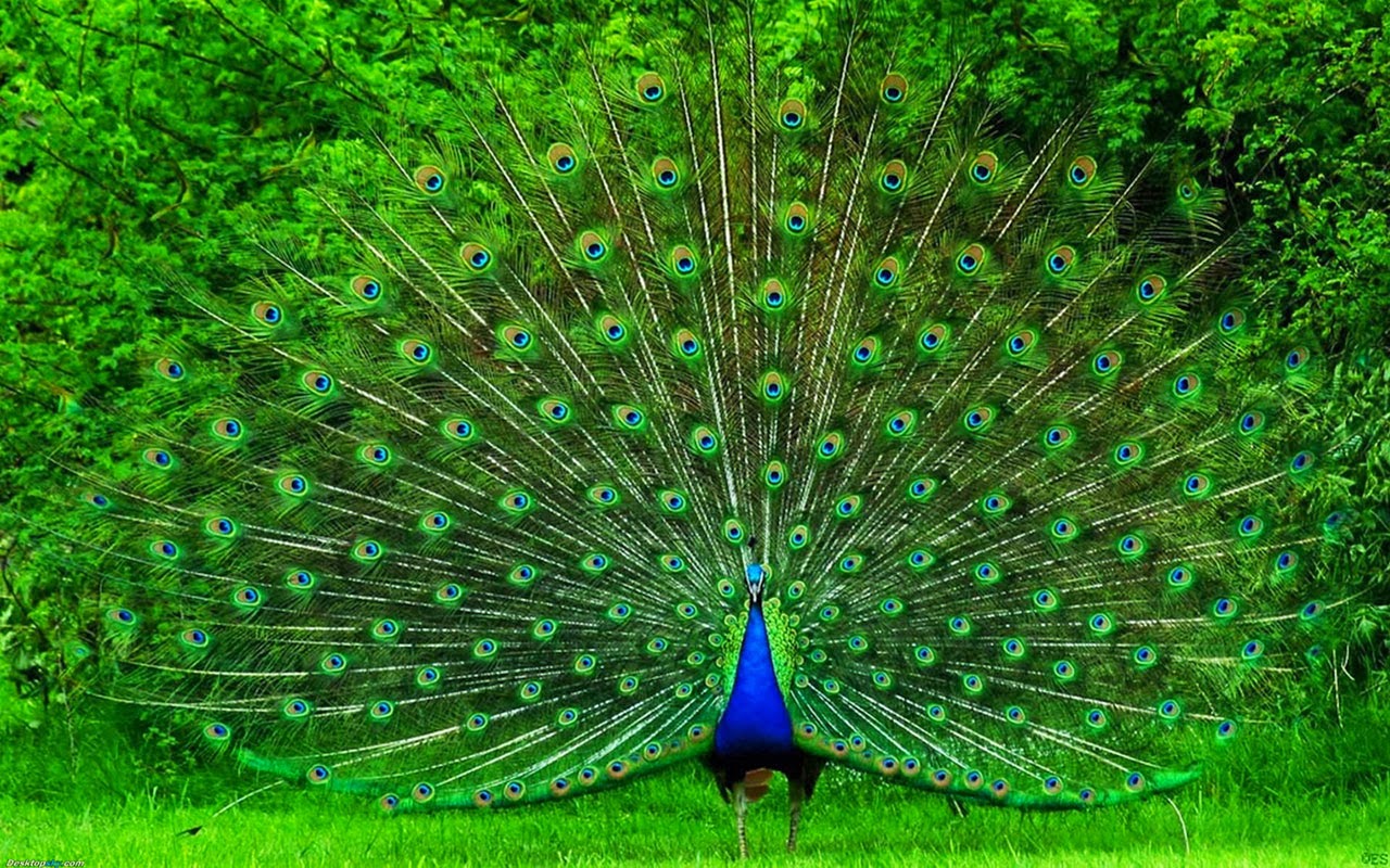 Peacock