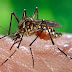 OPS llama a Nicaragua a atender “problema severo de malaria”