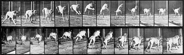 a running dog by photographer Eadweard Muybridge