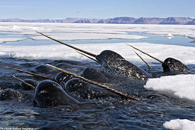 獨角鯨 - 獨角鯨 Narwhal