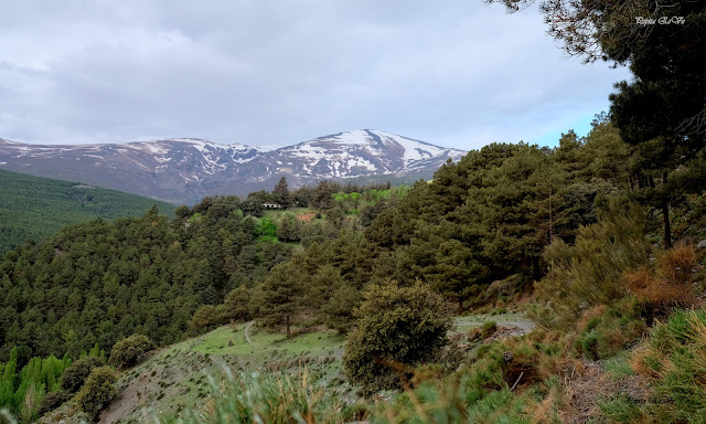 Jérez del Marquesado, Lomilla el Viento, Sierra Nevada, Picón