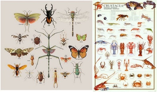 Paling Baru 32+ Capung Termasuk Hewan Invertebrata