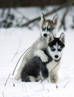 Husky Dogs