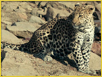 Leopard Panthera pardus pictures