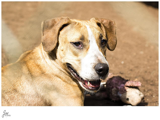 Non Profit Adoption Portrait Lynchburg Humane Society