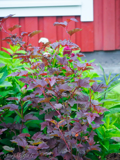 purppuraheisiangervon kaunis purppura väri.