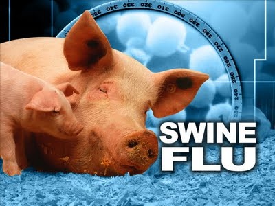 Symptoms Of Swine Flu. Swine flu in pigs does not