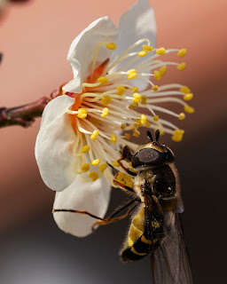 Memancing lebah madu