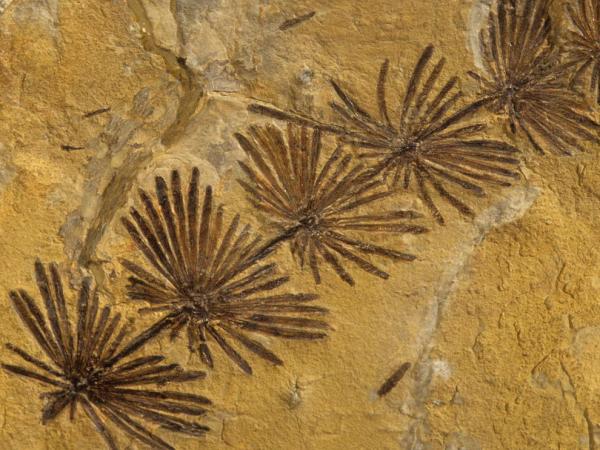 Resultado de imagen de fósiles equisetos gigantes