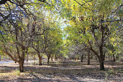 Jujube Trees Near Mammoth Wash