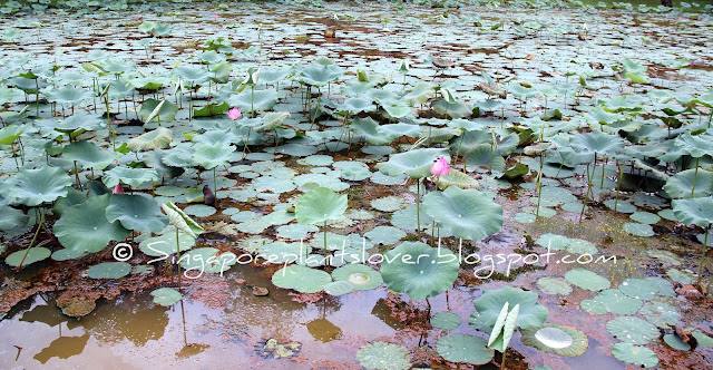 lotus pond at Ang Mo Kio Town Garden West 