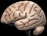 10 Fenomena Aneh Tentang Otak Manusia