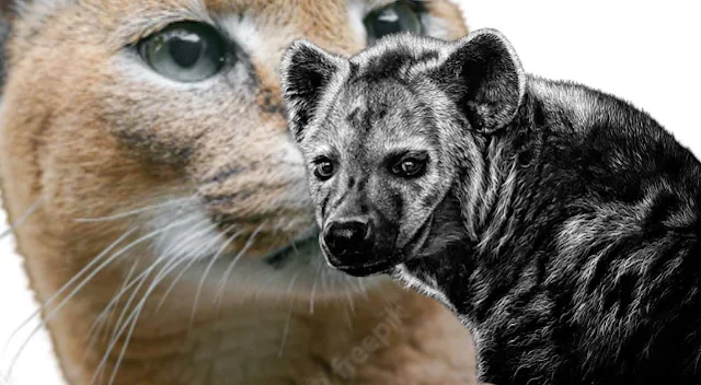 Hyena can prey on the caracal