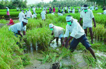 coltivazione del riso