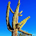 Saguaro -  Desert Museum