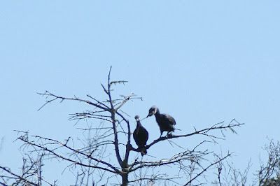 Ielgoes - Aalscholver - Phalacrocorax carbo