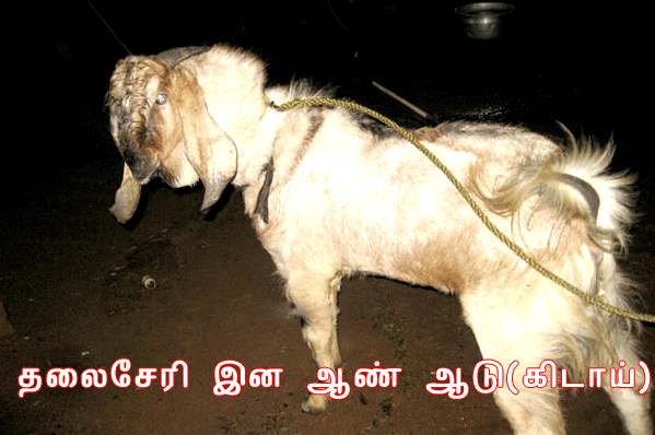 thaliseri aadu