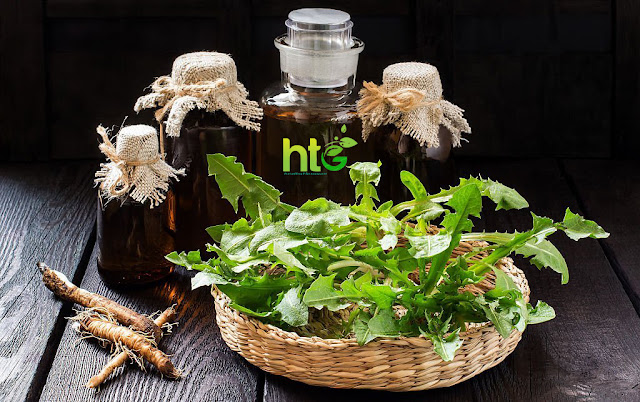 Dandelion root benefits