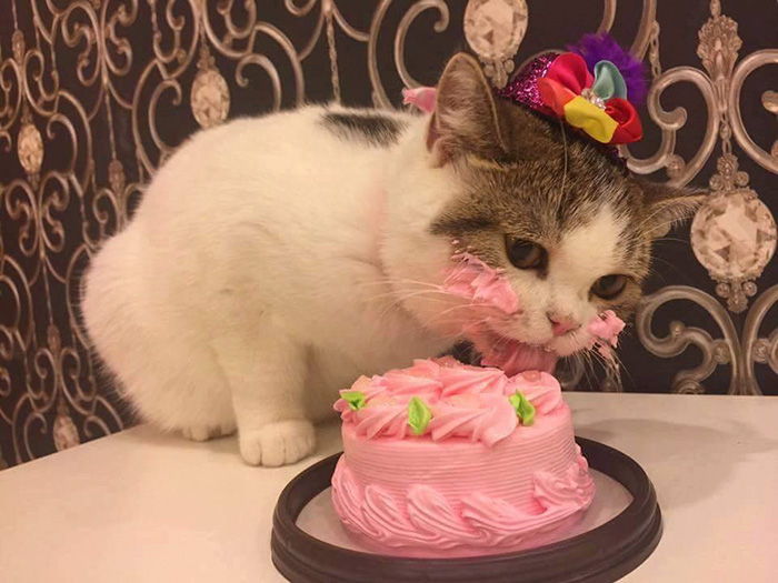 This Cat Eating A Cake On His Birthday Is Hilariously Adorable