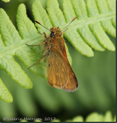 large-skipper (2)