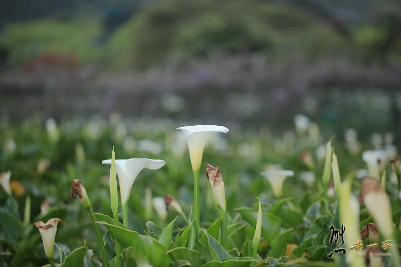 陽明山景點] 竹子湖海芋季開始｜竹子湖夜拍