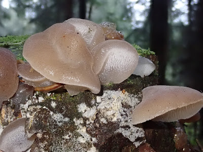 grzyby 2019, grzyby w październiku, grzyby w okolicach Bochni, podgrzybki, borowiki, czubajki, gąsówki, żółciak siarkowy, czernidłaki, grzybówki, soplówka bukowa, muchomor cytrynowy