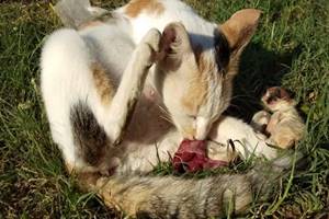 Cats Eat Placenta After Birth