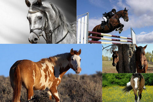 Fotografías de caballos V (Equinos de Pura Sangre)