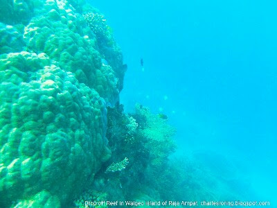 Drop off reef in Waigeo island of Raja Ampat