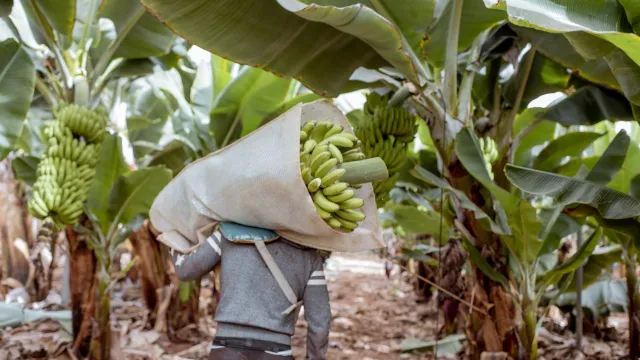 Teknik Panen Pisang untuk Memperpanjang Masa Simpan