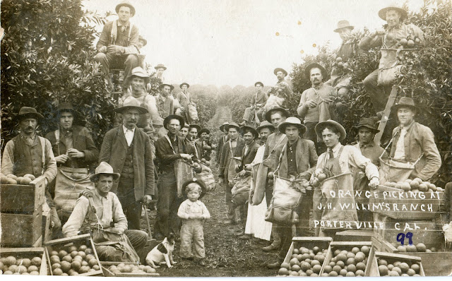 Porterville.  Picking oranges.  Circa 1910.  J.H. Williams.