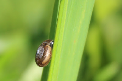 - Haarslak - Trochulus hispidus