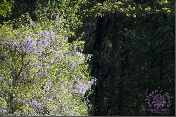 D700_2013-05-05_005