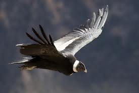 andean condor