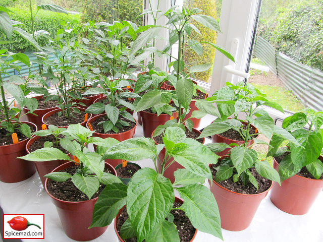 Chilli Plants in the porch - 30th April 2022