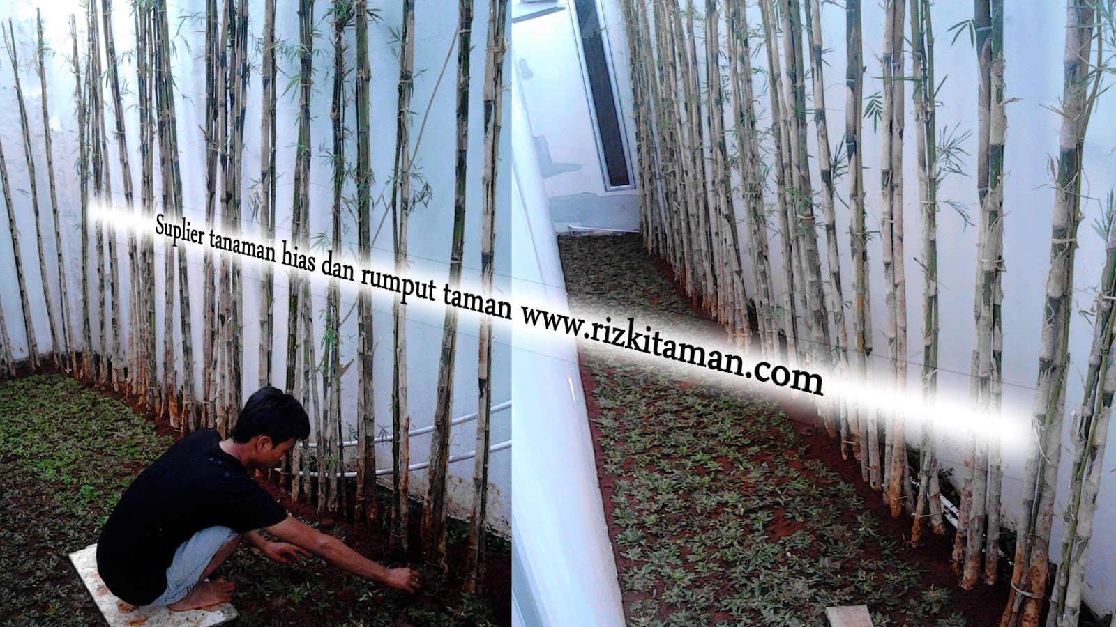 Jual pohon bambu  JEPANG tanaman untuk PAGAR  supplier 