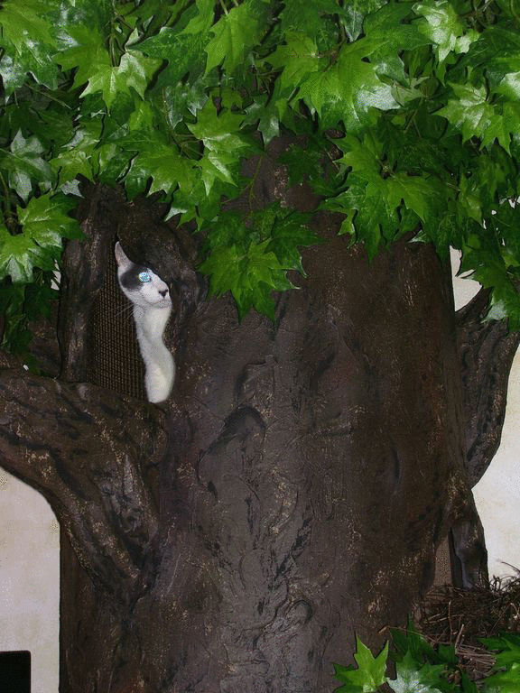 Large Cat Trees