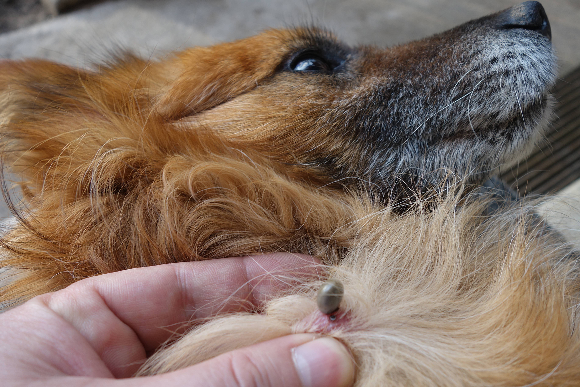 Лечение собаки после укусов собаки. Отодектоз йоркширского терьера. Клещи и домашние животные.